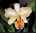 Brassolaeliocattleya naranja * Rodrigo Remolina 
 * Rodrigo Remolina 
